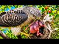 FALCON Smashes Out Sleeping Baby Bird Falcon Attack Sparrow Hawk Juvenile Peregrine Falcon