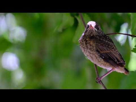 Juvenile Redstart in Calarasi,Romania/Codros de padure juvenil
