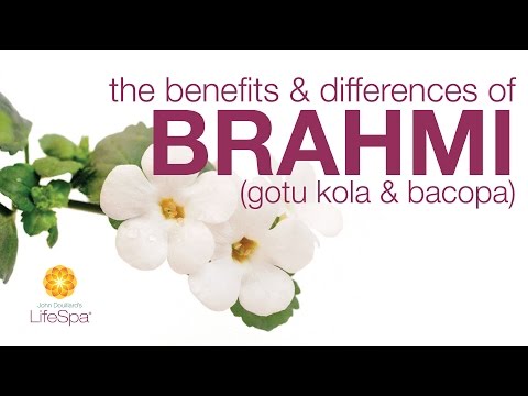 The Benefits & Differences Between Brahmi (Gotu Kola) and Bacopa | John Douillard's LifeSpa