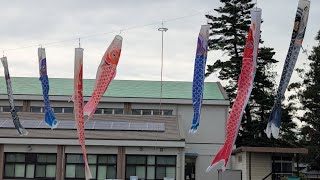 埼玉県鯉のぼり大会‼️埼玉県東松山市‼️2026年5月6日‼️
