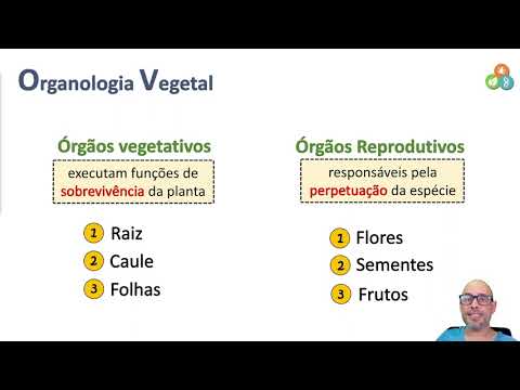 Plant Organology - Root, Stem, Leaf, Flowering and Fruits
