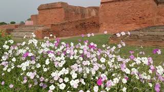 preview picture of video 'Cosmos flowers _ Nalanda, India'