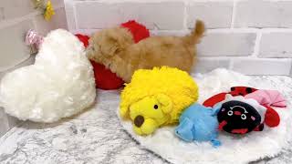 ハーフ犬の動画01