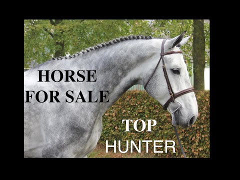 download lagu mp3 mp4 Dapple Grey Horse, download lagu Dapple Grey Horse gratis, unduh video klip Dapple Grey Horse