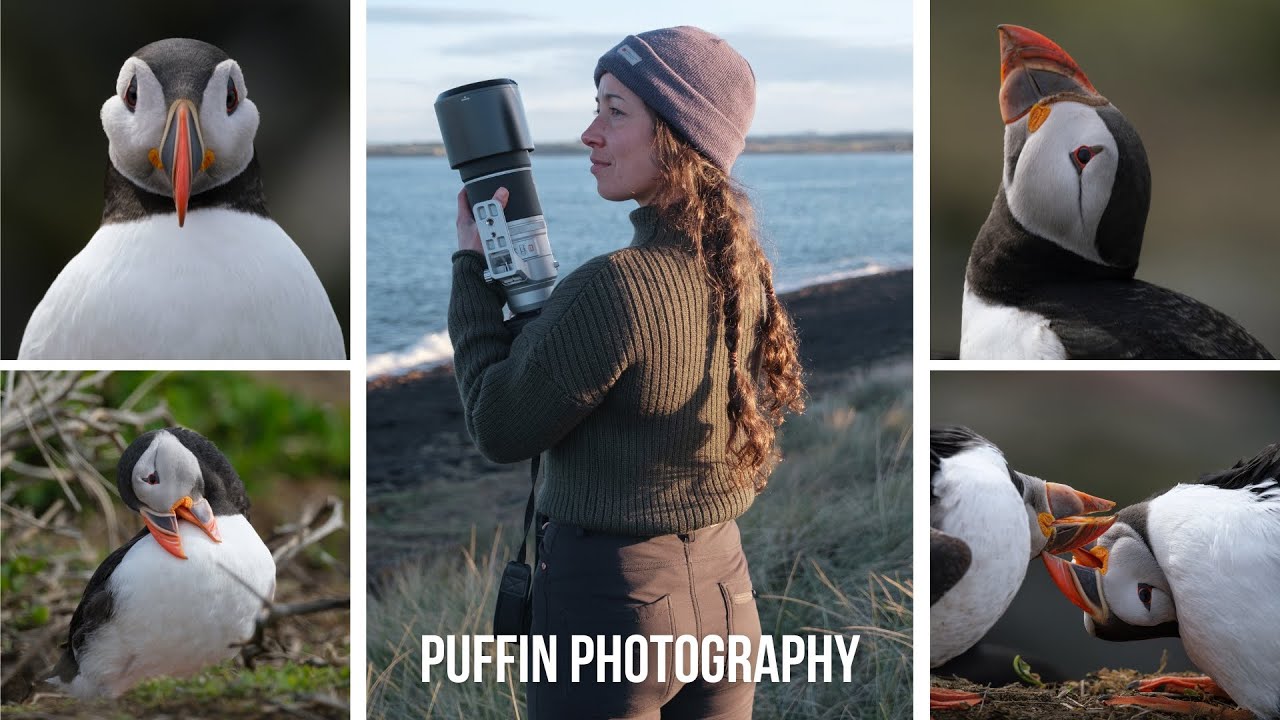 Puffin Photography | The Farne Island, England | Fujifilm 150-600mm & XH2s/XH2