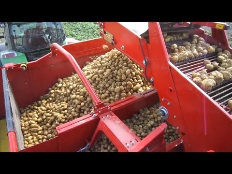 Przenośniki do zbioru warzyw