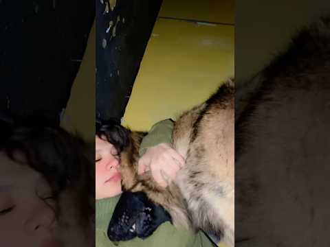 Buddy at night #viralvideo #comedy #germanshepheard #funny #germanshepheard #funnyshorts #minivlog
