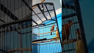 Download lagu TEMBAKANNYA TIADA TANDING , PANCAWARNA MASTERAN TERBAIK SAAT INI mp3 Download lagu TEMBAKANNYA TIADA TANDING , PANCAWARNA MASTERAN TERBAIK SAAT INI mp3