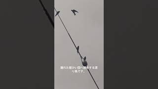 たまごから大空へ #relaxing #nature #動物 #sounds #癒し