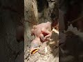 Myna Bird New Born Babies Shorts Shortsvideo Shortsfeed Viral Trendingshorts Short