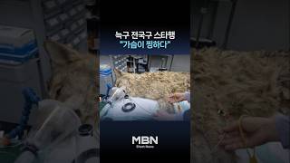 '늑구' 귀환에 전국민 환영⋯오죽하면 나갔겠냐 반응도 [숏뉴스]