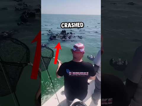 Hundreds of birds crashed into the water 😰