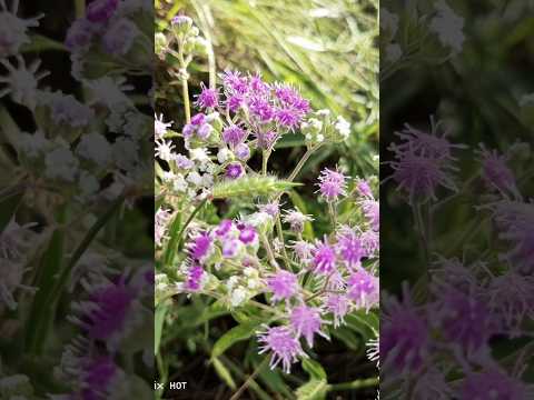 Conexão com a Natureza | GOUVEIA/MG #gouveia #gouveiamg #Nature #cerradomineiro