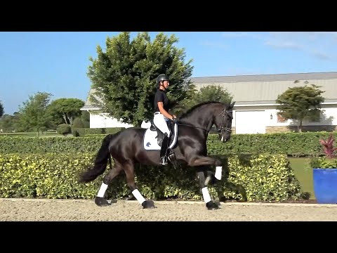 Galaxy ISF, Star -  Developing Dressage Horse -  2018 KFPS Friesian gelding, March 2023