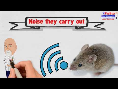 download lagu mp3 mp4 Exterminator Edmonton Prices, download lagu Exterminator Edmonton Prices gratis, unduh video klip Exterminator Edmonton Prices