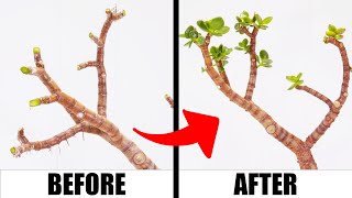 I Had To Try Killing My Jade Plant To Save It