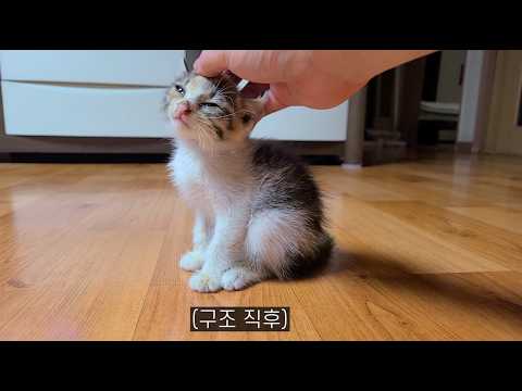죽기 직전에 구조된 새끼고양이. 1년 후 근황