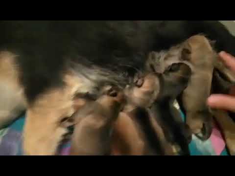 Baby dogs drink none stop