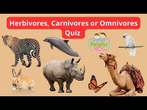 Fun Animal Quiz! | Herbivores, Carnivores, and Omnivores 🐮🦁🐻