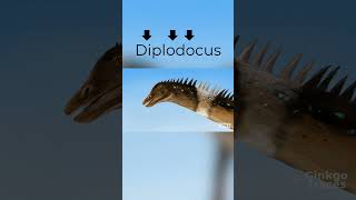 Is this how Diplodocus is pronounced
