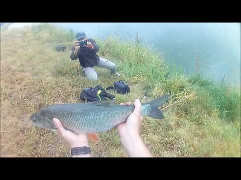 Piękny boleń atakuje tuż pod nogami !!