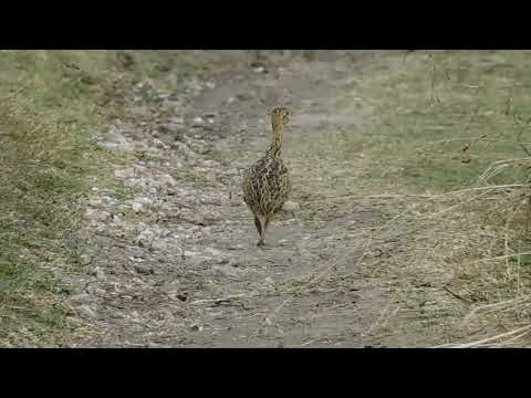 Mansa la Perdiz zona chacras de Paysandú Uruguay