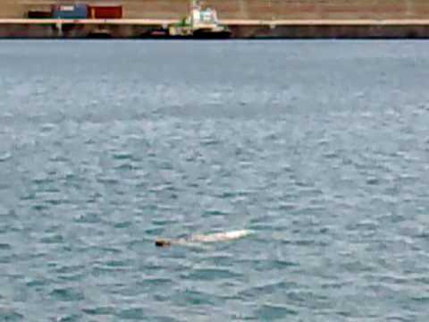 lobo marinho caniçal