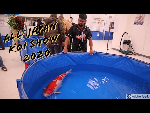 All Japan Koi Show 2020 Join us for a look around!