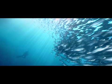 It's More Fun in the Philippines | Cebu TV Commercial | Philippine Department of Tourism