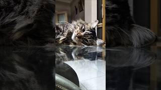 Download lagu Cincau #shorts #cat mp3