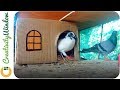 Couple Pigeon House Made Out of Corrugated Fiberboard Box