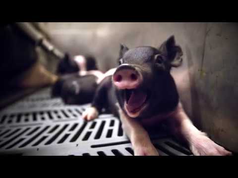 UC Davis Department of Animal Science - Swine Teaching and Research Center