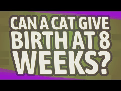 Can a cat give birth at 8 weeks?