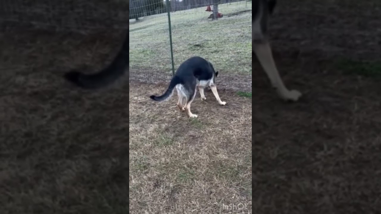 Enlarge Satchmo, an adoptable German Shepherd Dog in Spring Hill, TN video 5/5