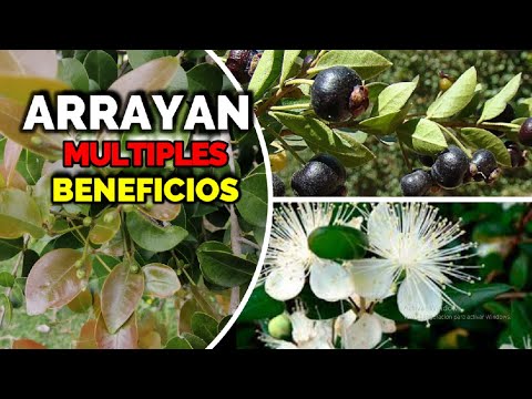 ARRAYÁN y sus EXCELENTES BENEFICIOS, alto contenido en antioxidantes, antiinflamatorio, antifúngico🌿