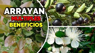ARRAYÁN y sus EXCELENTES BENEFICIOS, alto contenido en antioxidantes, antiinflamatorio, antifúngico🌿