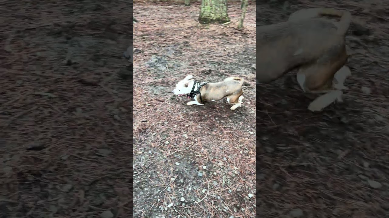 Enlarge MARIA, a ADOPTABLE mixed breed in Marietta, GA video 6/6