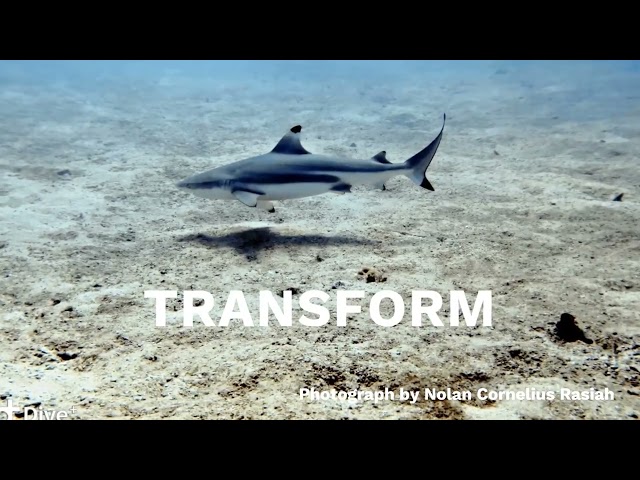Placeholder image for video