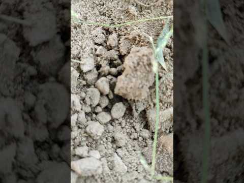 vjfd #shortvideo #umashree #villagelife #hindutemple #hare #vlog #song #hindudeity