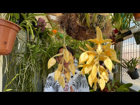, title : 'Orquidea Stanhopea(Orquidea Torito)Como cuidar y cultivar Para que llegue a florecer.'