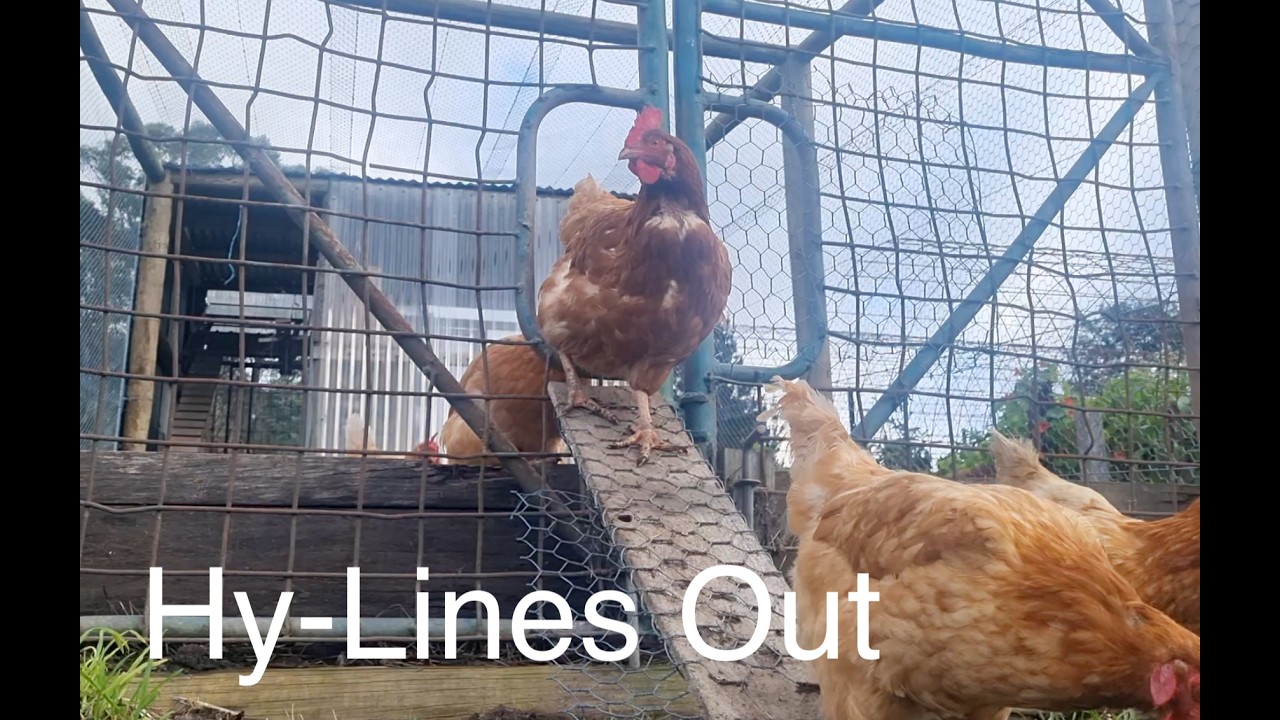 Still from Growing Our Way video 5, poultry netting and Hy-Line chickens
