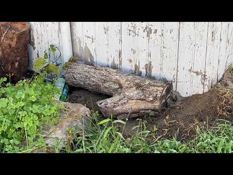 In Ground Yellow Jackets Nest Found Right by the Shed in Montgomery, NJ