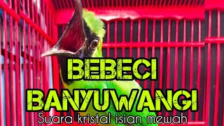 Download lagu Cucak ijo BEBECI BANYUWANGI gacor suara jernih isian mewah mp3