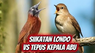 Download lagu MASTERAN SIKATAN LONDO SUARA JERINIH !! TEPUS KEPALA ABU NGEBREN  mp3