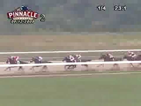 Bambina Runner 9/12/2008 Winner Pinnacle Race Course