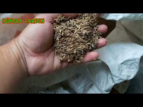 Tips to Compost Chicken Manure from Chicken Coops to Quickly Decompose and Fluff Up