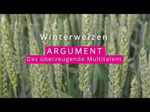 Winterweizen ARGUMENT B - Das überzeugende Multitalent