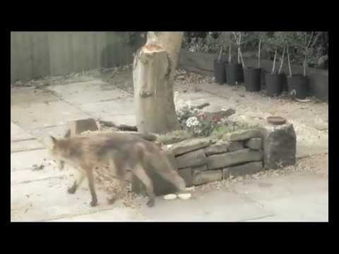 Fox gets a big surprise