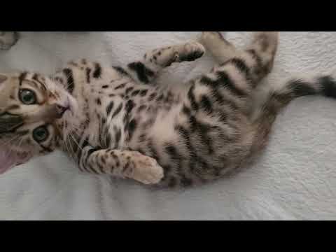 Kike our Brown Spotted Bengal Cat