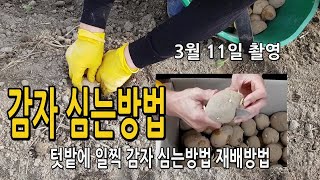텃밭에 감자 일찍 심기 심는방법 / 감자자르기 고랑작업 심기 비닐멀칭..